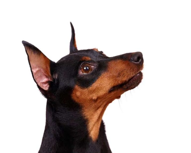 Der Zwergpinscher