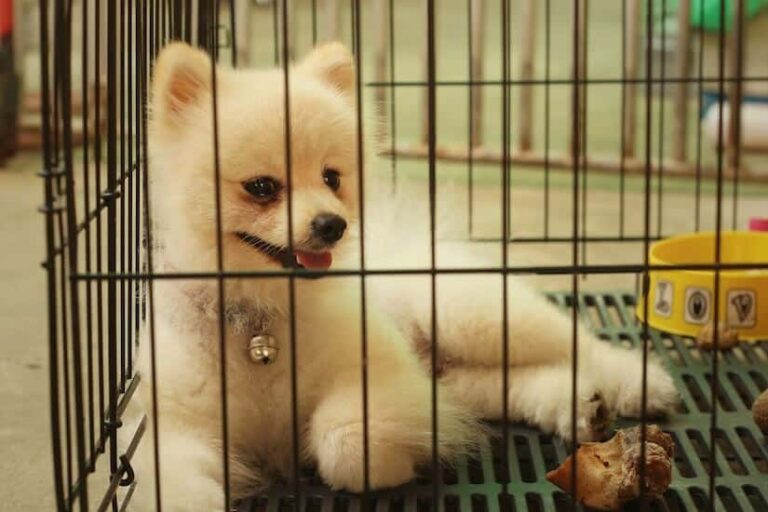 Hundegitterbox