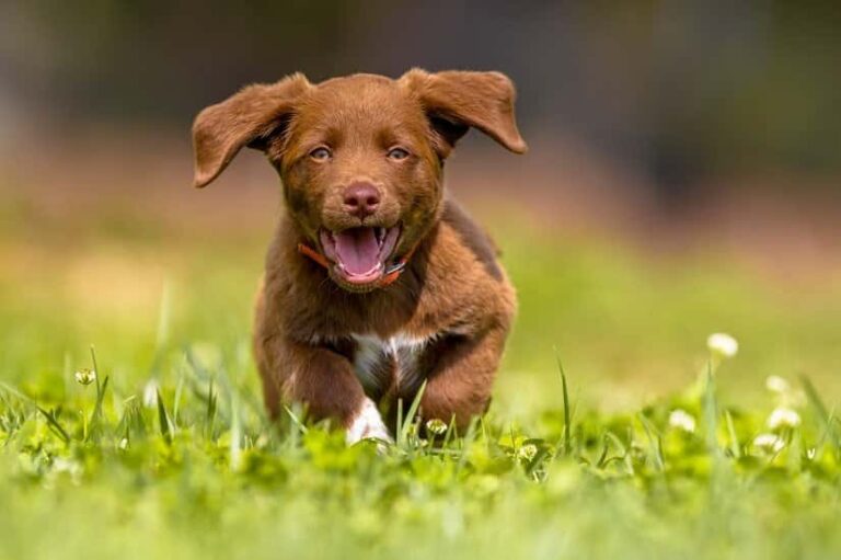 Ab wann mit dem Welpen in die Hundeschule?