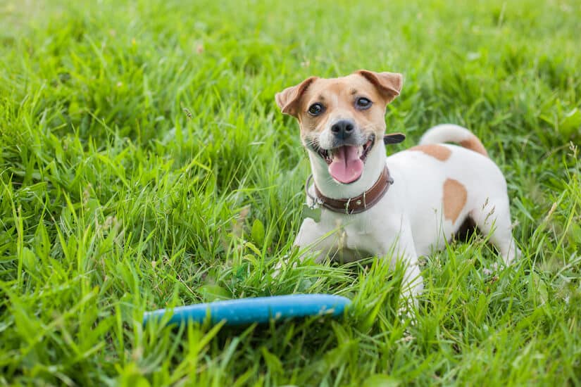 Jack Russell Terrier mit einer Hundefrisbee im Gras