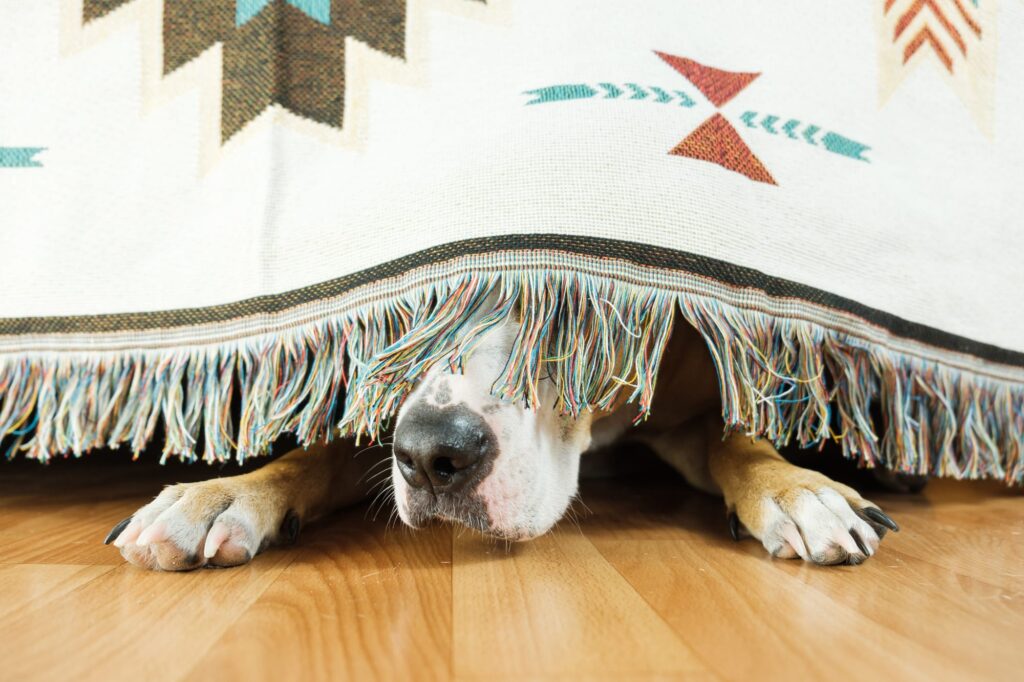Ein ängstlicher Hund versteckt sich unter einem Sofa