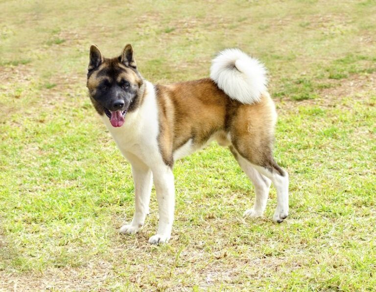 Amerikanischer Akita