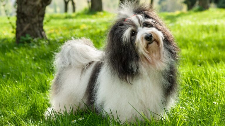 Anfängerhund: die Hunderassen, die sich am besten für Anfänger eignen