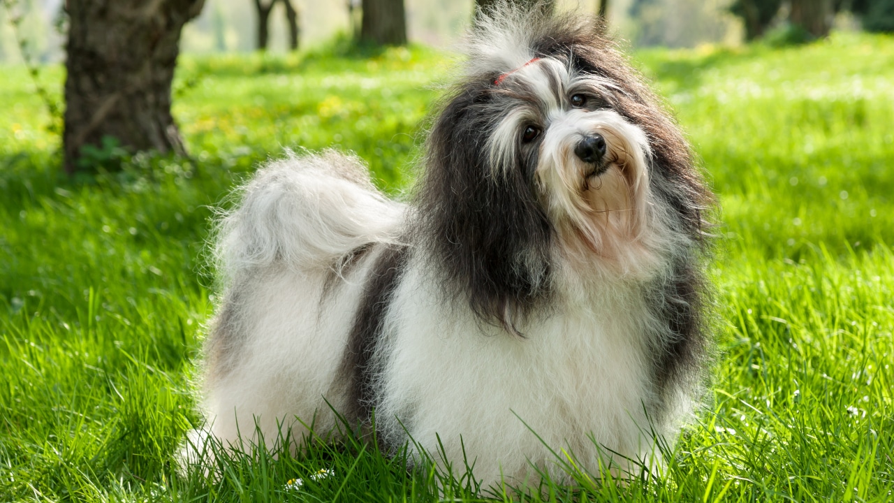 Anfängerhund: die Hunderassen, die sich am besten für Anfänger eignen