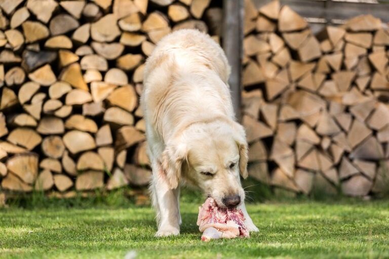 Barfen – Natürlich das Beste für den Hund