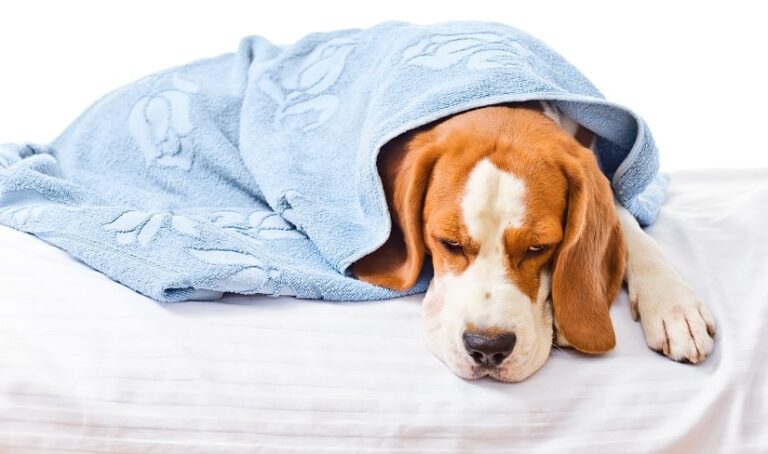 Bauchschmerzen beim Hund