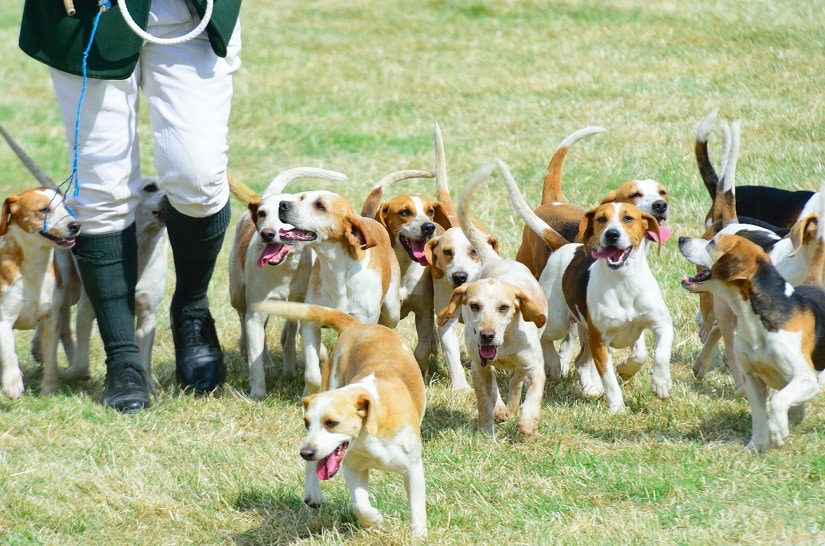 Beagle-Rudel auf der Jagd