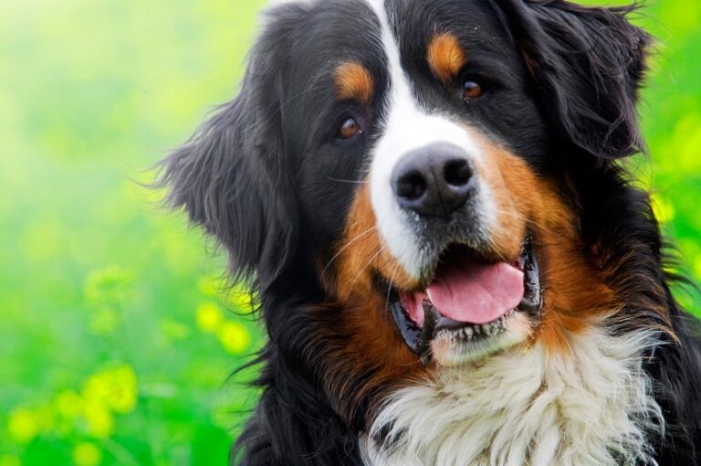 Berner Sennenhund