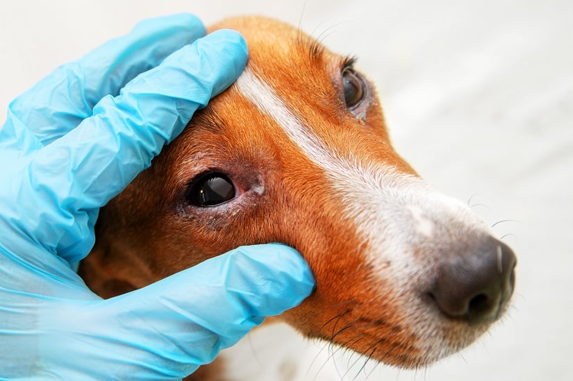 Ein Hund mit Bindehautentzündung wird vom Tierarzt untersucht