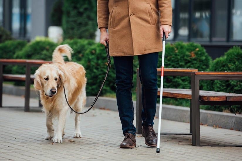 Der Blindenhund und was man über ihn wissen sollte