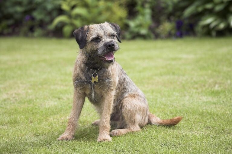 Der Border Terrier