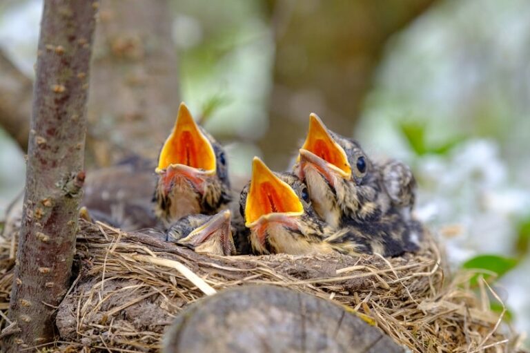 Brut- und Setzzeit in Deutschland – wo gilt wann die Leinenpflicht?