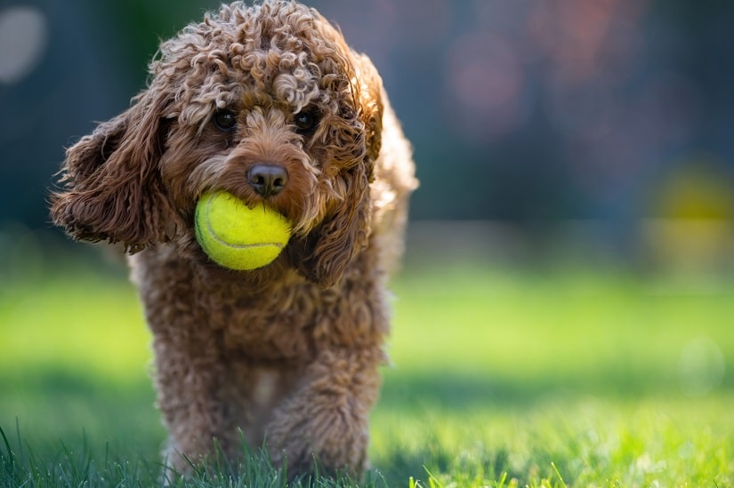 Der Cavapoo