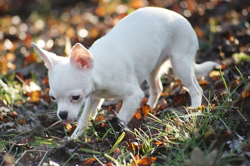 Weißer Chihuahua