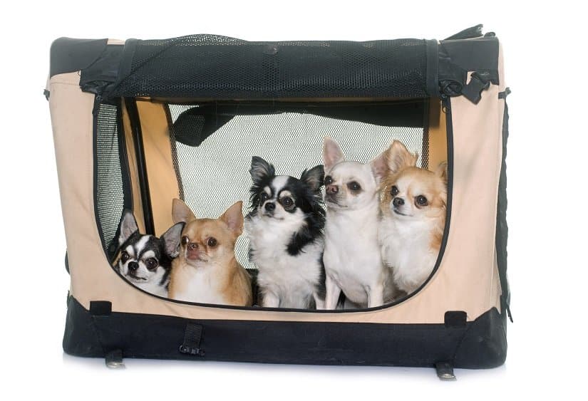 Mehrere Chihuahuas in einer faltbaren Hundebox