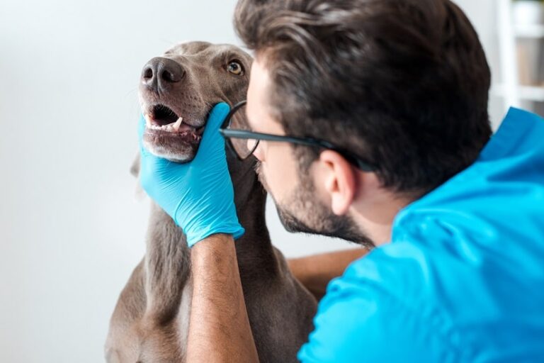 Chlorhexidin für den Hund