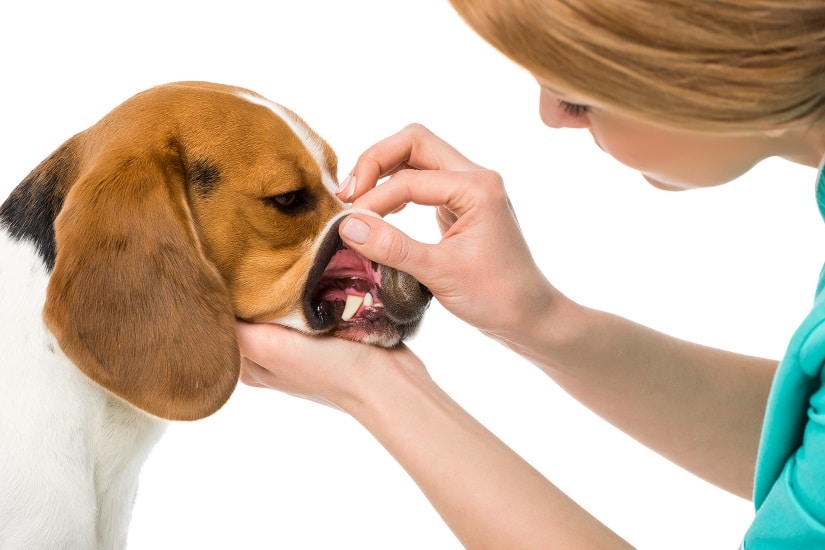 Chlorhexidin bei der Behandlung vom Zahnfleisch eines Hundes