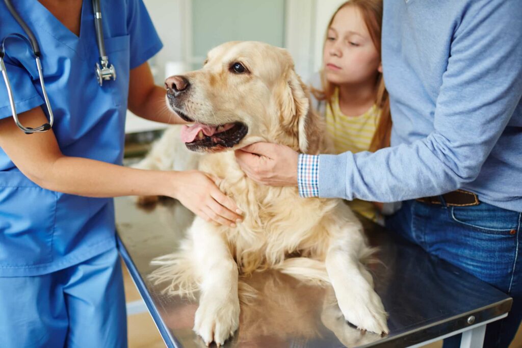 Cushing Syndrom beim Hund