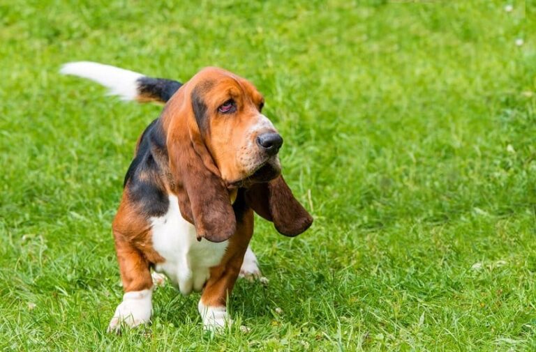Der Basset Hound
