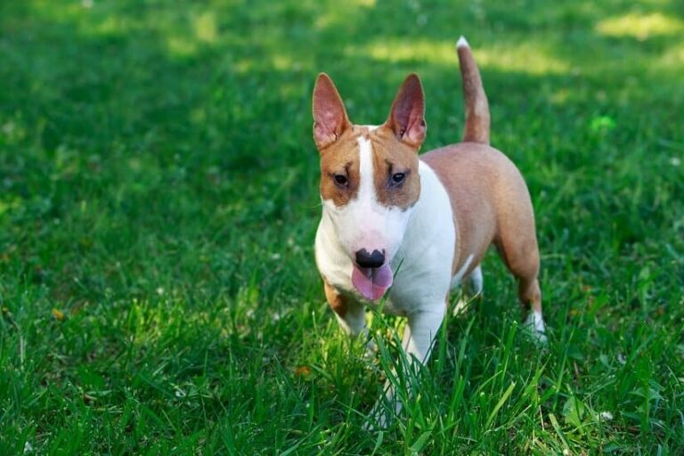 Der Bullterrier