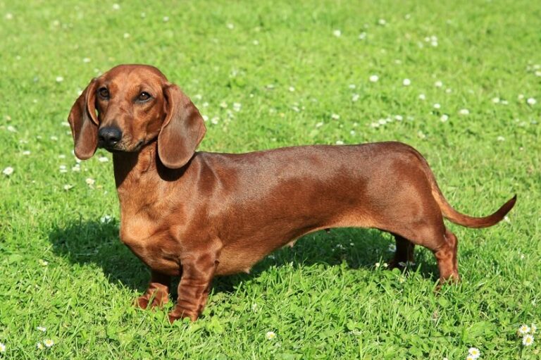 Der Dackel