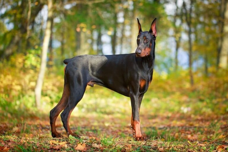 Der Dobermann