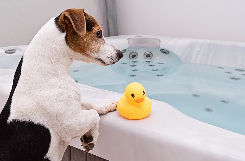 Der Jack Russell Terrier schwimmt gern. | Foto: Kira_Yan / Bigstockphoto.com