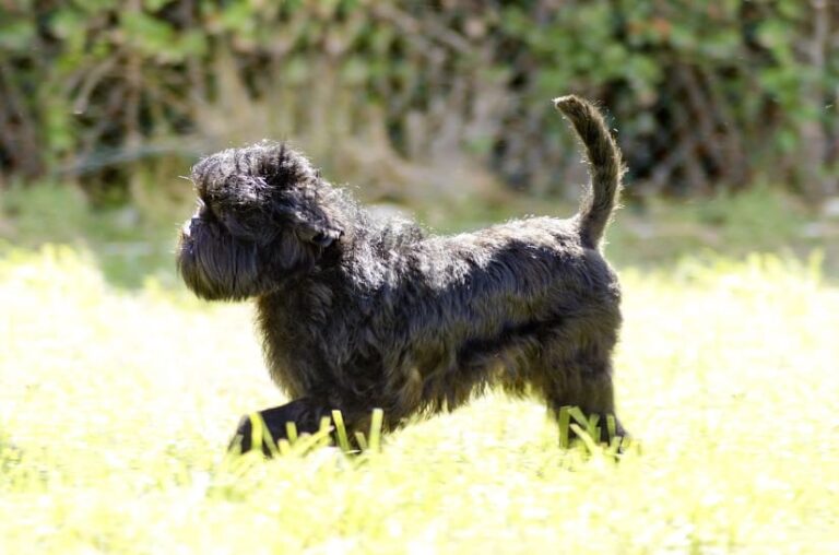 Der Affenpinscher