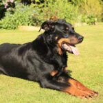 Der Beauceron