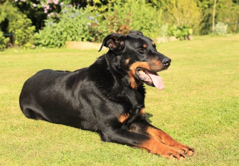 Der Beauceron