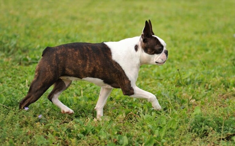 Der Boston Terrier