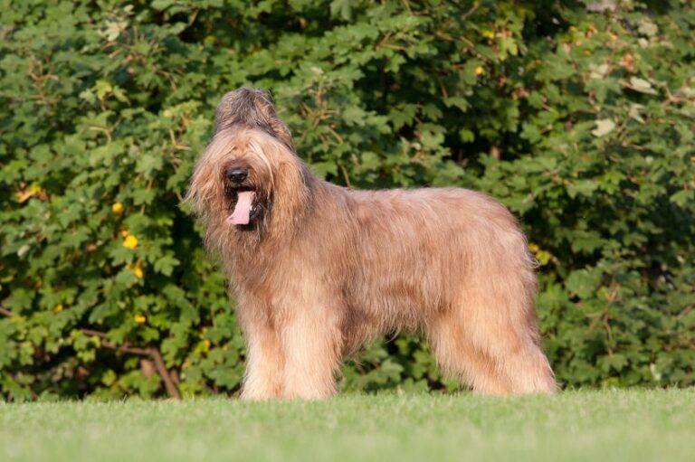 Der Briard