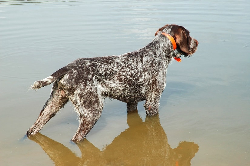 Der Deutsch Drahthaar: ein Hund mit einem ausgeprägten Jagdinstinkt 