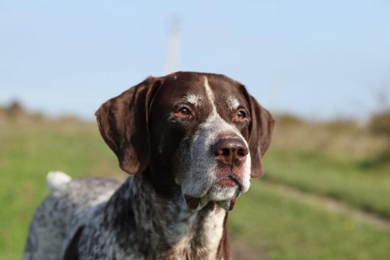 Der Deutsch Kurzhaar