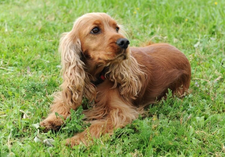 Der English Cocker Spaniel
