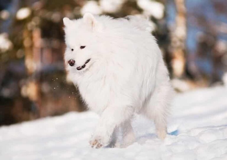 Der Großspitz