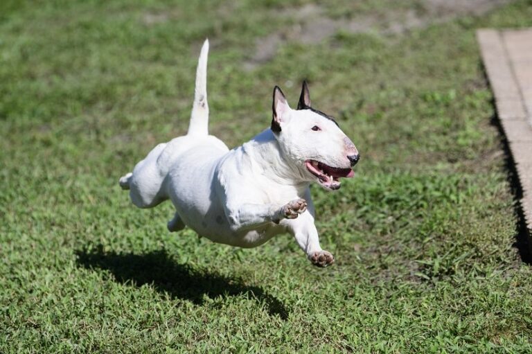 Der Miniature Bullterrier