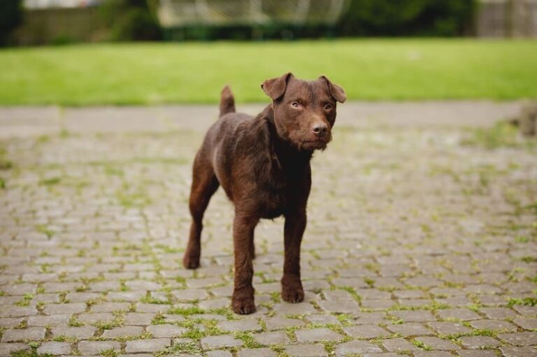 Der Patterdale Terrier
