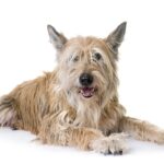 Der Picardie Schäferhund