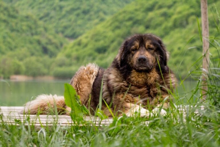 Der Šarplaninac