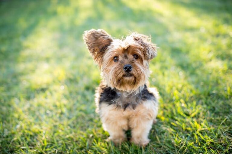 Der Terrier: Diese Rassen gibt es – Floxik Magazin