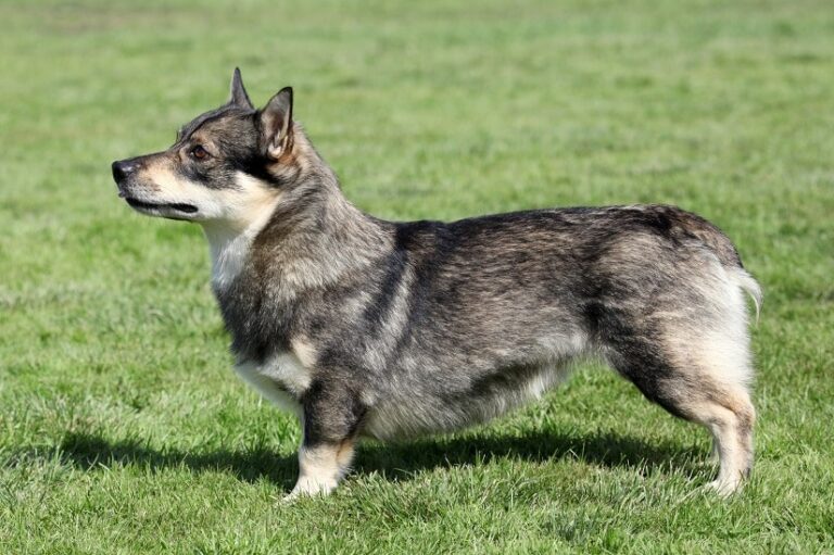 Der Westgotenspitz
