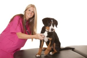 Die Bedeutung der Haustierversicherung