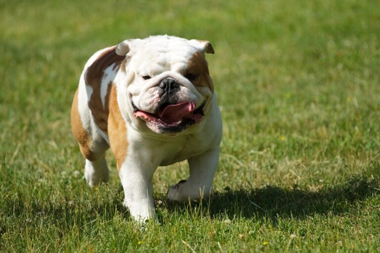 Die Bulldogge