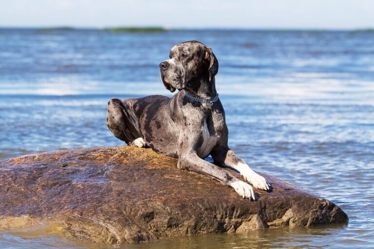 Die Deutsche Dogge