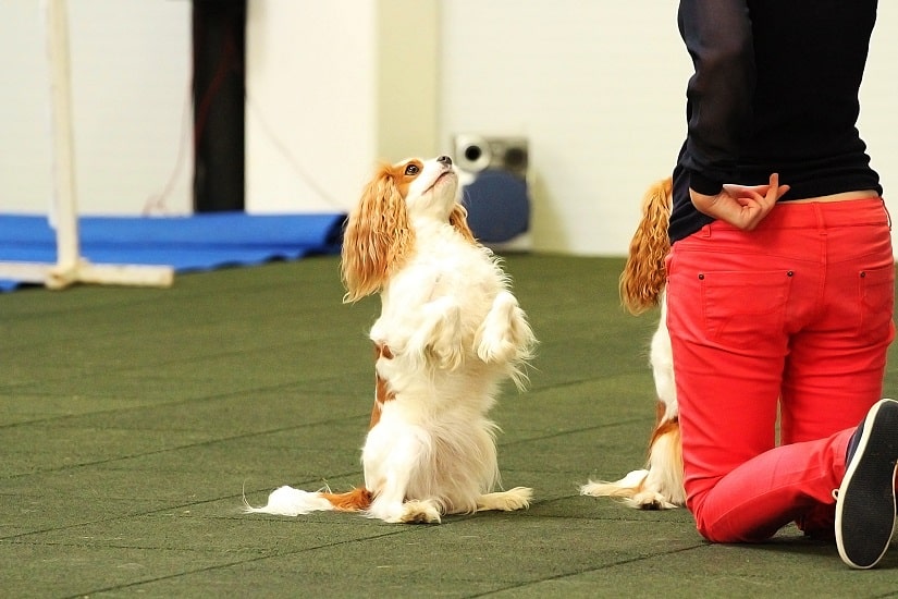 Dogdancing für große und kleine Hunde