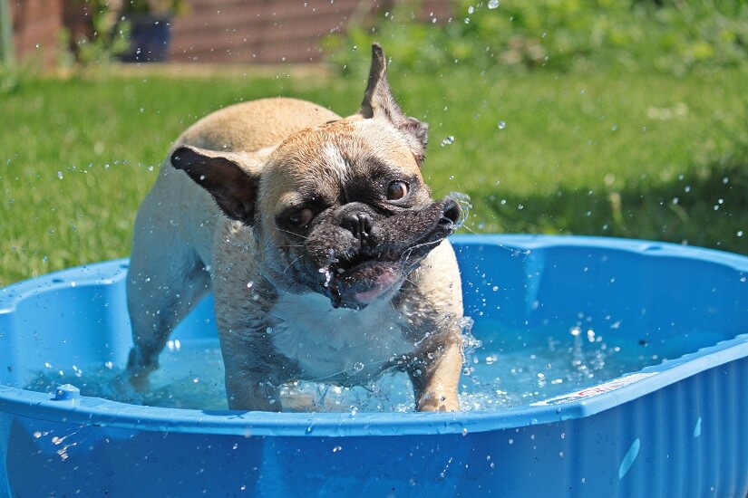ein Hundeschwimmbad für Zuhause