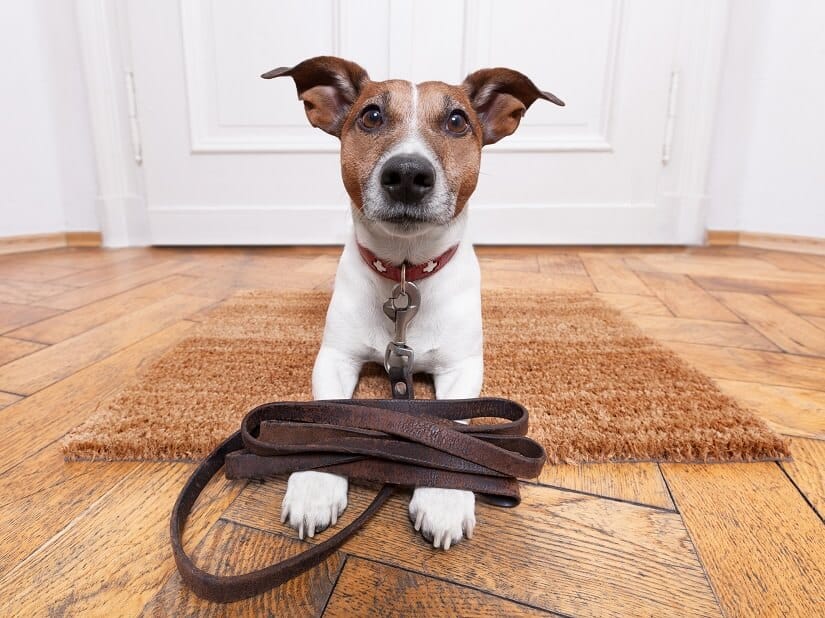 Der Jack Russell Terrier liebt es aktiv zu sein! | Foto: Javier Brosch / Bigstockphoto.com
