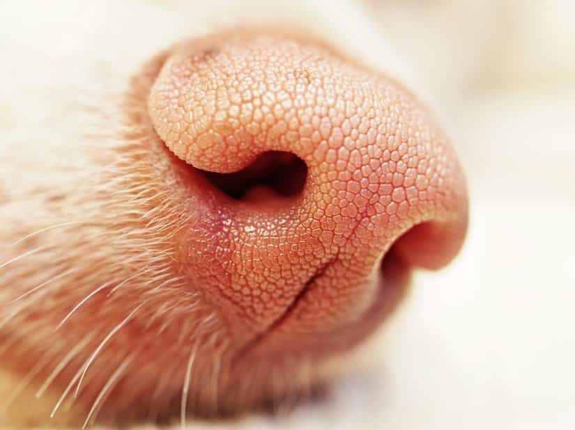 Gerade in der Maul-Nase-Region des Hundes zeigt sich oft deutlich der Sonnenbrand