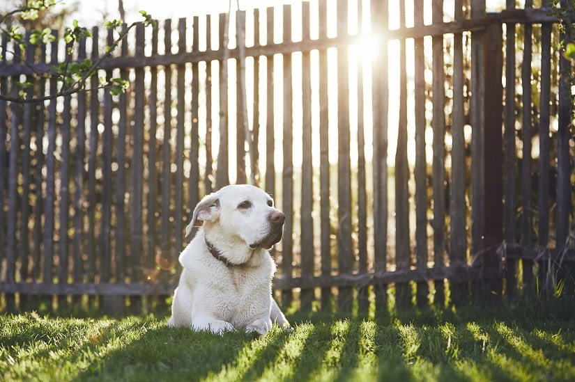 ein Hund liegt vor einem Zaun in einem schönen Garten